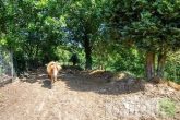 Energieeffizient, naturnah, familienfreundlich- dieses Einfamilienhaus bietet alles! - Auslauf für die Ponys